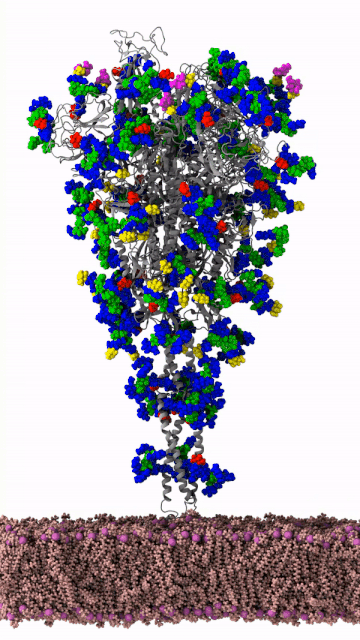 An animation showing the SARS-CoV-2 spike protein (gray) with glycans scattered around on its surface