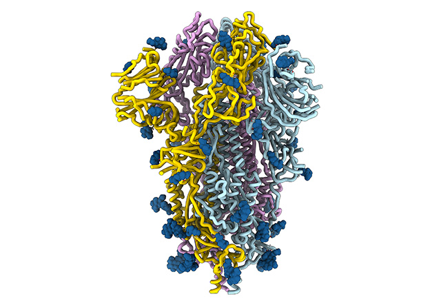 Structure of the SARS-CoV-2 coronavirus spike glycoprotein