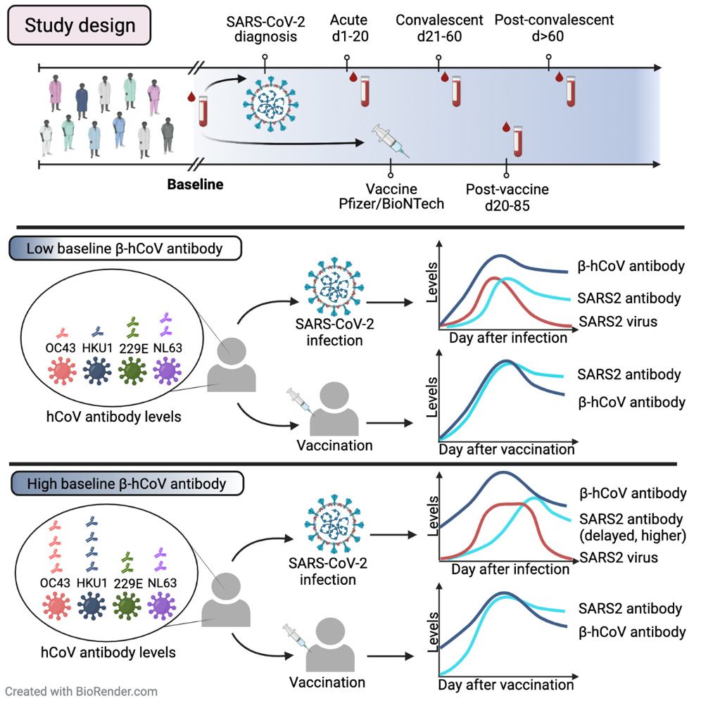 Pre-existing humoral immunity to human common cold coronaviruses negatively impacts the protective SARS-CoV-2 antibody response