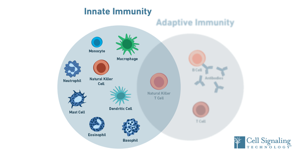 Innate Immunity against COVID-19