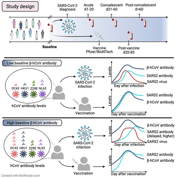 Pre-existing humoral immunity to human common cold coronaviruses negatively impacts the protective SARS-CoV-2 antibody response